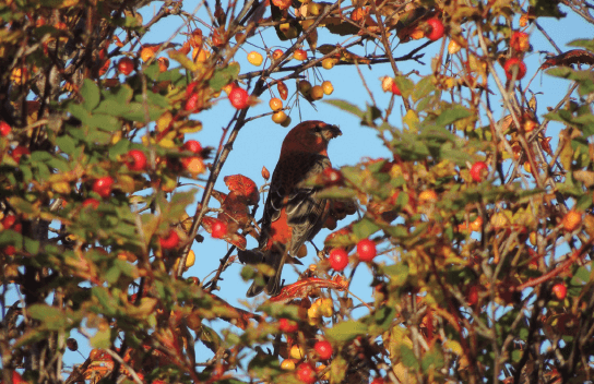 A Naturalist’s Almanac - In Praise of the Tiny Tree