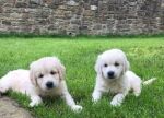 FREE Golden Retriever Puppies to Forever Homes