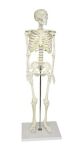 Human Skeleton Model for Sale
