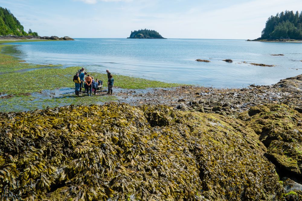 Guided beach walk