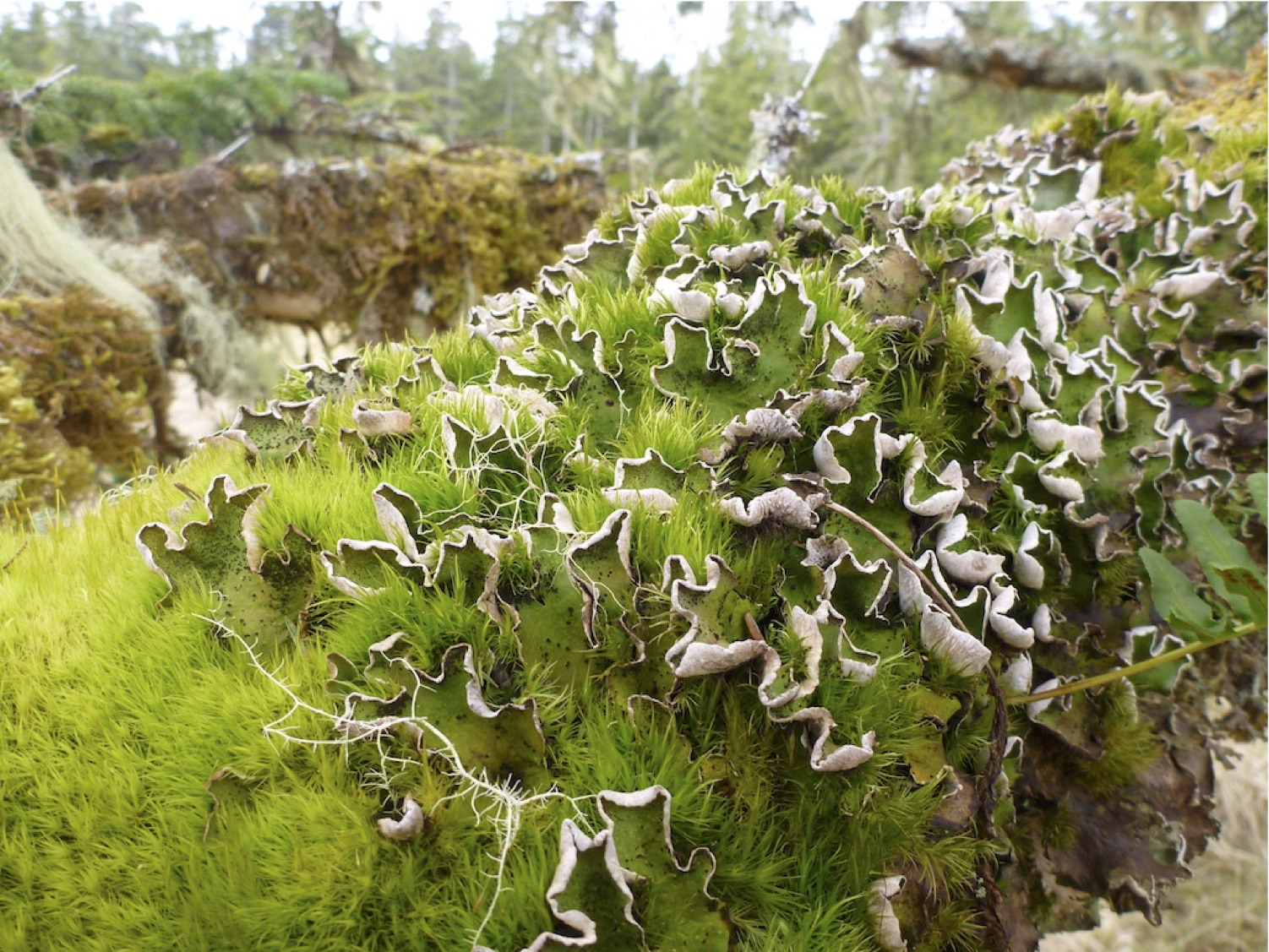 Mosses and Liverworts